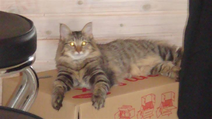 Norsk Skovkat Mico - Mico vinteren 2007 billede 1