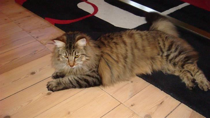 Norsk Skovkat Mico - Mico sommeren 2008 billede 2