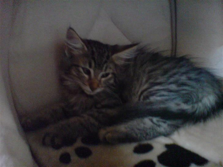 Norsk Skovkat Mico - Mico da vi fik ham. billede 3