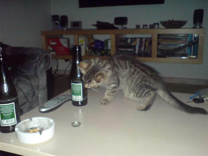 Norsk Skovkat Mico - Mico på jagt efter øl billede 4