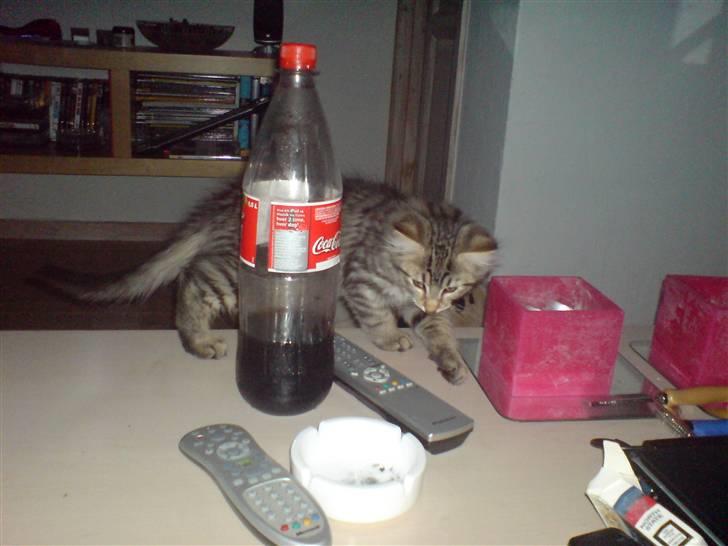 Norsk Skovkat Mico - Så fik vi fortalt ham at øl ikke var sundt, så nu gik han til cola istedet. billede 5