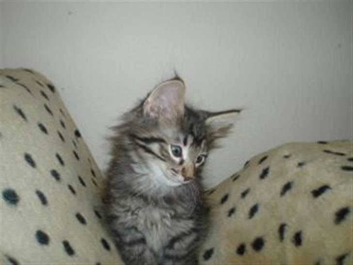 Norsk Skovkat Mico - Mico da han endnu boede hos Hanne. billede 6