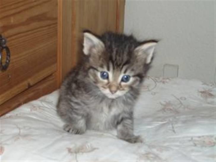 Norsk Skovkat Mico - Mico da han endnu boede hos Hanne. billede 7