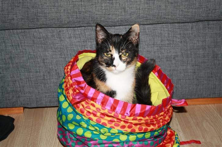 Huskat Sahara - Nyt... Her sidder jeg da godt. billede 11