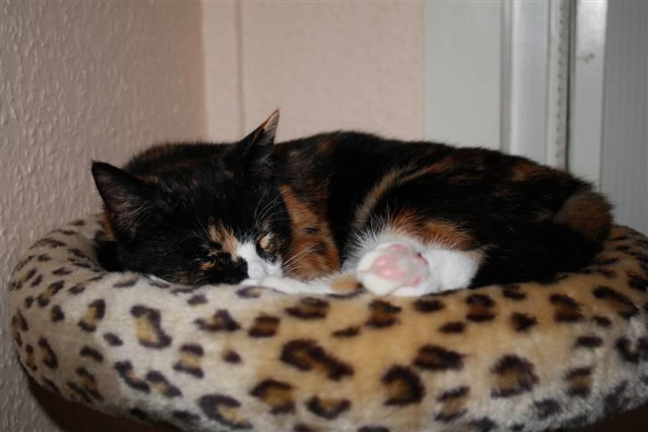 Huskat Sahara - Her kan jeg godt lide og ligge, når mor, Samson og jeg er nede hos far . billede 14