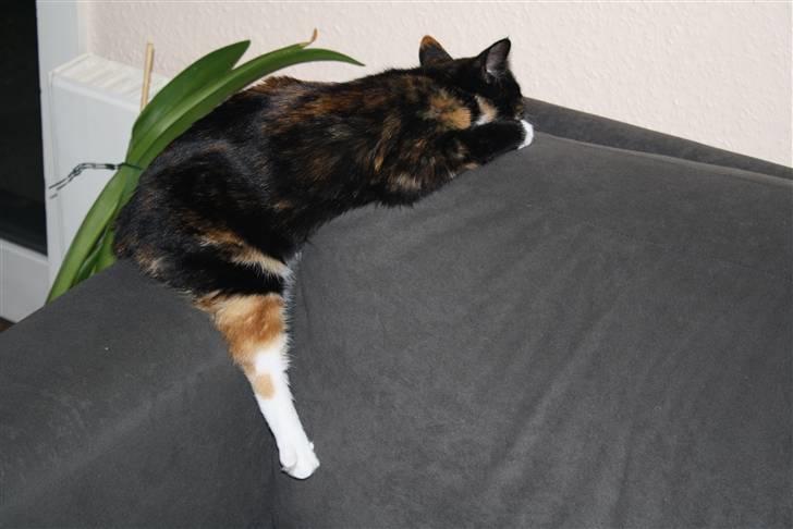 Huskat Sahara - Hmmm må man ikke bare ligge i fred når man lige har været hos doktor dyr??? billede 15