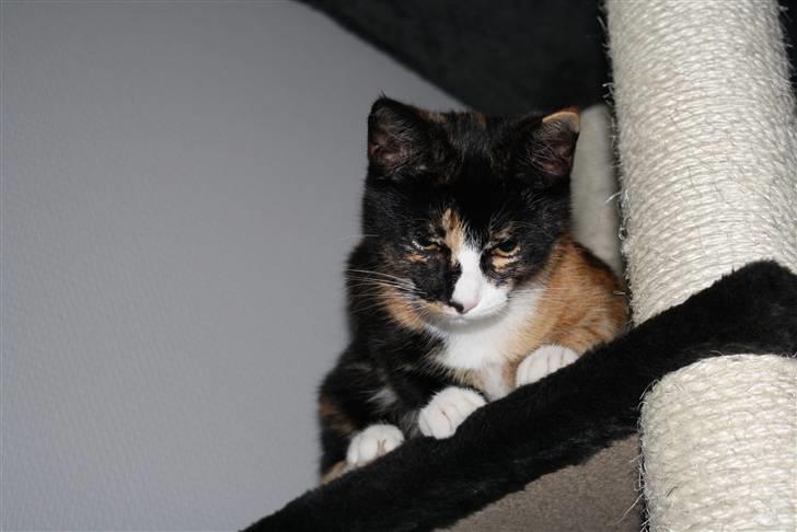 Huskat Sahara - Hvad sker der dernede?? billede 16