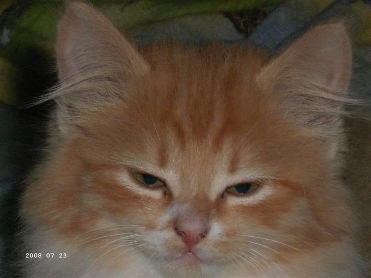 Blanding af racer Floffi baby chiller billede 1