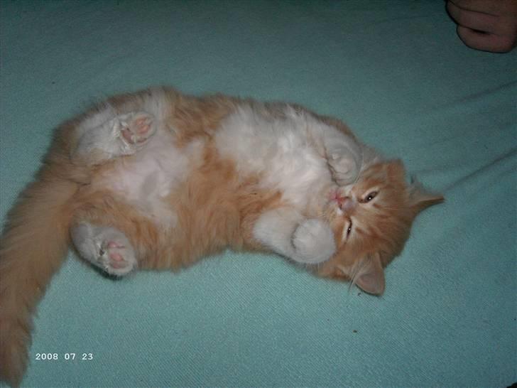 Blanding af racer Floffi baby chiller billede 2