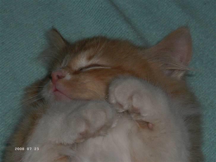 Blanding af racer Floffi baby chiller billede 3