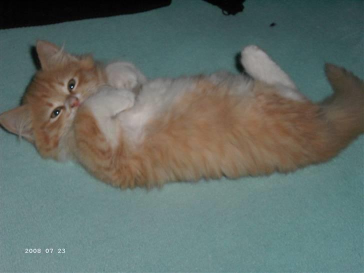 Blanding af racer Floffi baby chiller billede 4