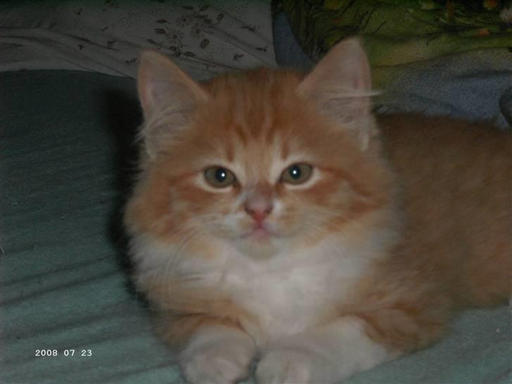 Blanding af racer Floffi baby chiller billede 5