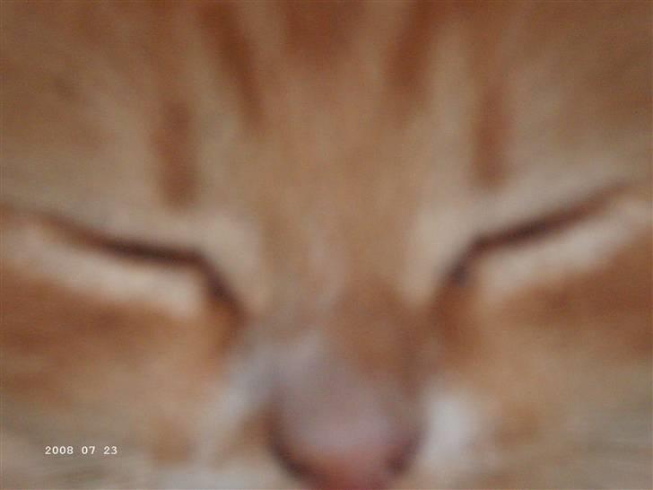 Blanding af racer Floffi baby chiller billede 6