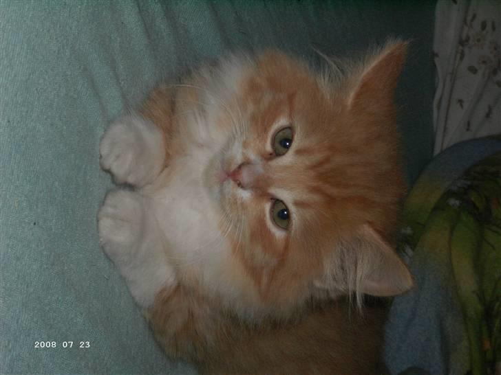 Blanding af racer Floffi baby chiller billede 7