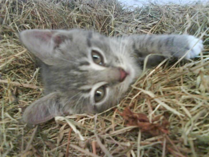 Blanding af racer sofie - savnet :'( - velkommen til smukke sofie´s profil <33 billede 1