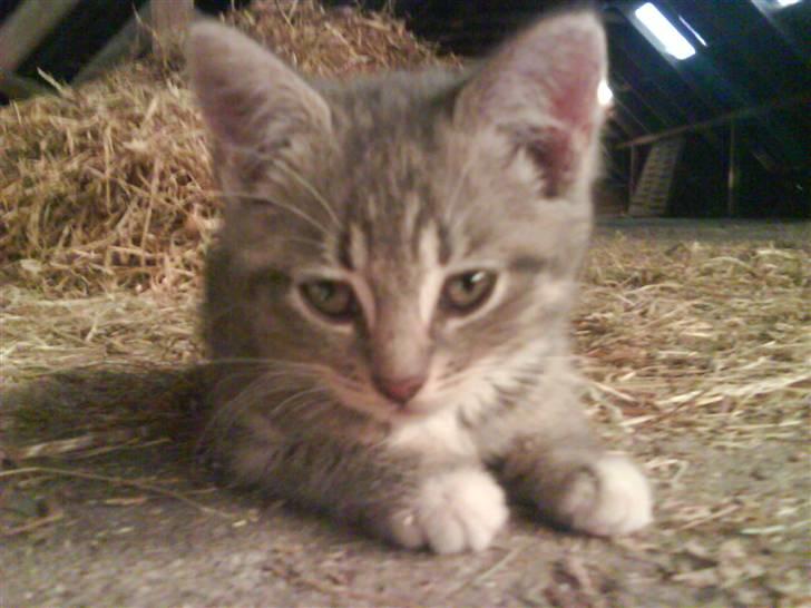 Blanding af racer sofie - savnet :'( - bøøh XD billede 2