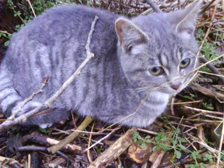 Blanding af racer sofie - savnet :'( billede 3