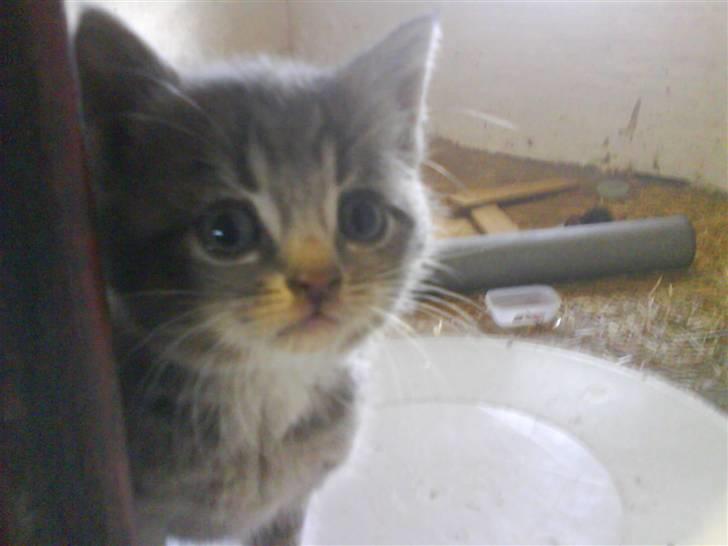 Blanding af racer sofie - savnet :'( - kuk kuk billede 4