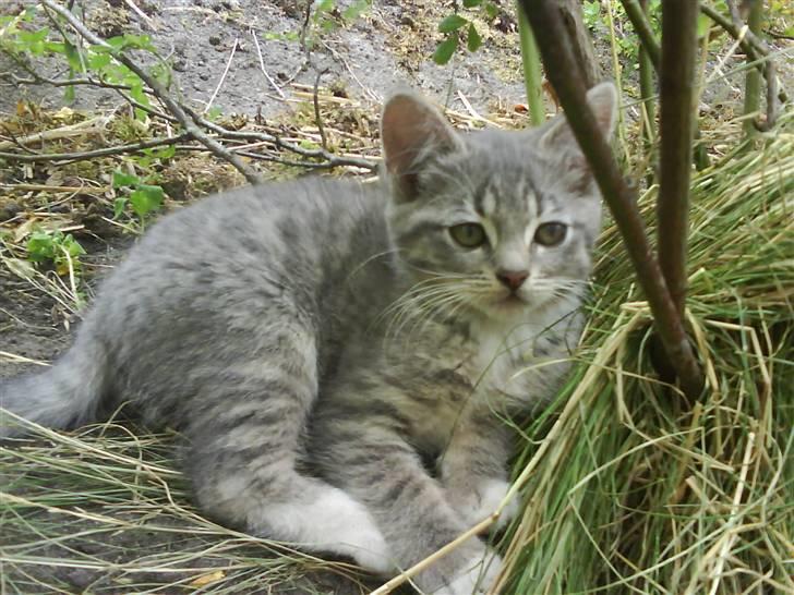 Blanding af racer sofie - savnet :'( - sofie ved sin ynglings lege sted, ved nogle buske xD billede 5