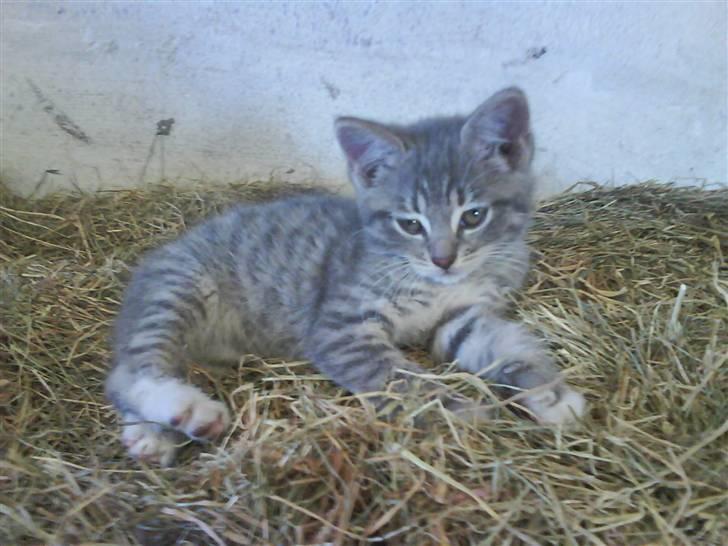 Blanding af racer sofie - savnet :'( - hun ligger og gør sig lækker i høet <´3333 billede 6