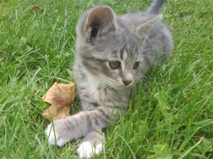 Blanding af racer sofie - savnet :'( - ynglings billed :o) billede 7