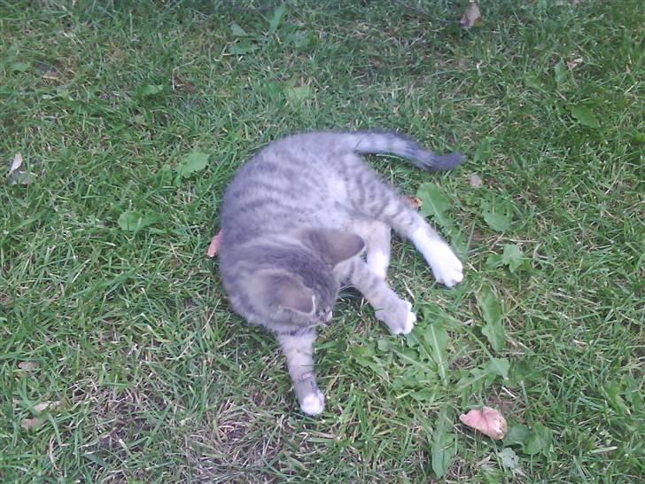 Blanding af racer sofie - savnet :'( billede 8