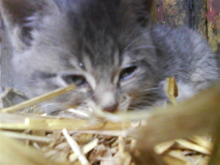 Blanding af racer sofie - savnet :'( - trætte sofie :o)  billede 9