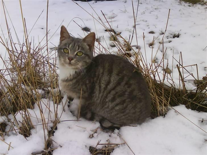 Blanding af racer sofie - savnet :'( - sødt..? billede 10