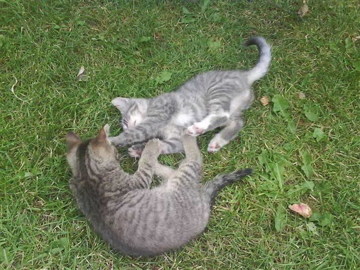 Blanding af racer sofie - savnet :'( billede 11