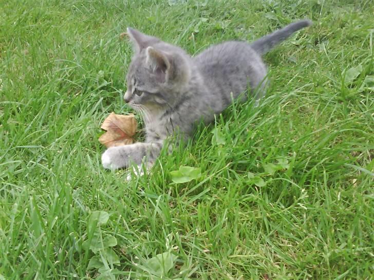 Blanding af racer sofie - savnet :'( - er hun ikk skøn..? billede 12