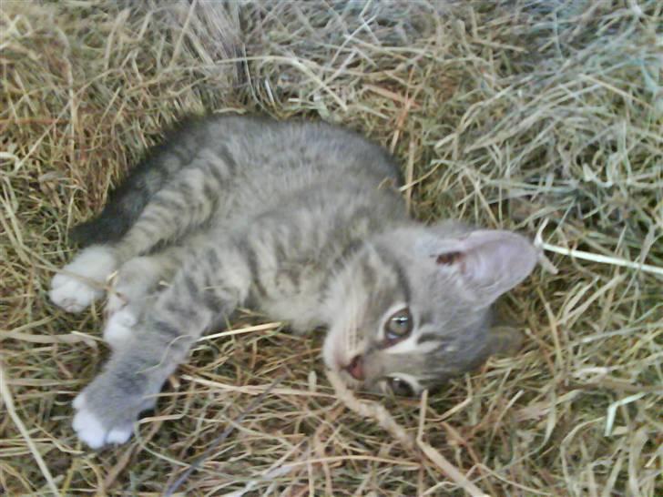 Blanding af racer sofie - savnet :'( billede 13