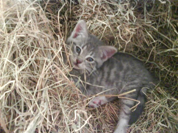 Blanding af racer sofie - savnet :'( - charme, selvtidlid og lækkert pels XD billede 14