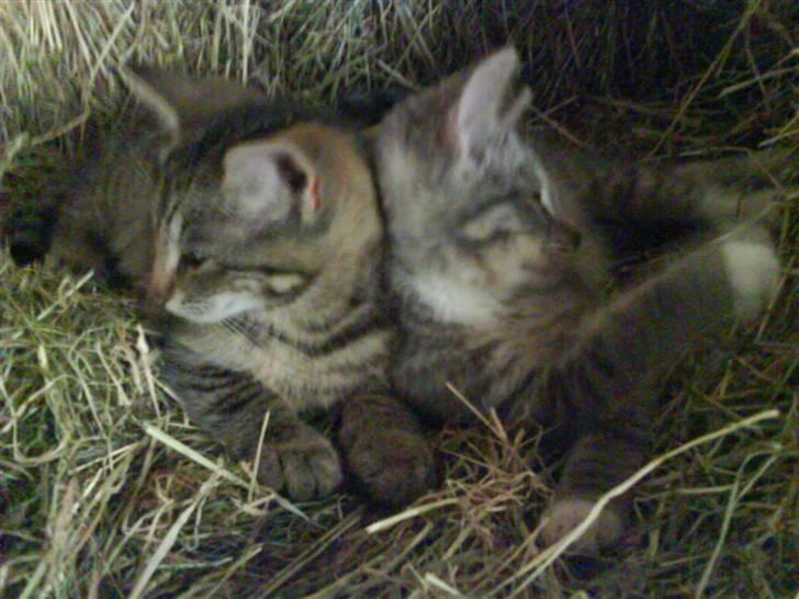 Blanding af racer sofie - savnet :'( - det var så sødt, de brugte hindanden til at læne sig op ad på samme tid <´3 xD billede 15