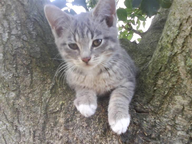 Blanding af racer sofie - savnet :'( billede 16