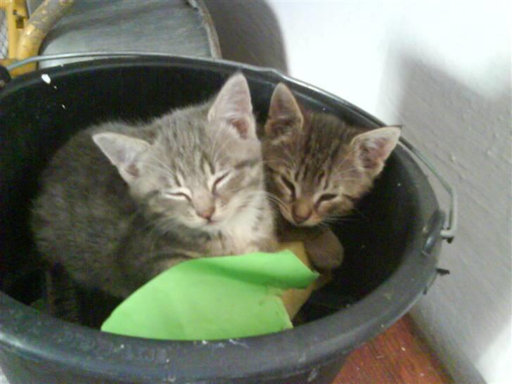 Blanding af racer sofie - savnet :'( - sofie og magnus syntes at man ligger godt i far´s strigler xD billede 17