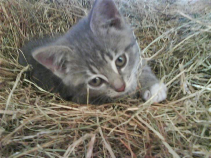 Blanding af racer sofie - savnet :'( - er hun ikk sød..? <´33333 billede 18