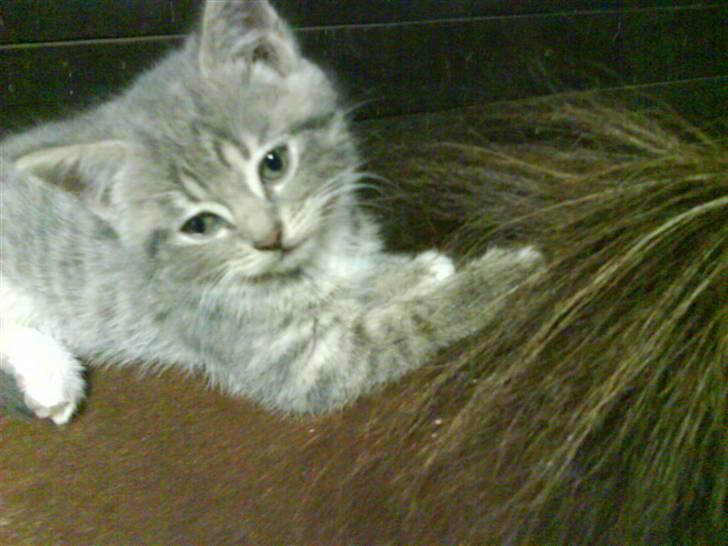 Blanding af racer sofie - savnet :'( billede 19