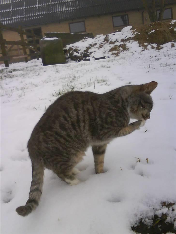 Blanding af racer sofie - savnet :'( - uhh ha altså!! alt det sne under poterne!! det dur bare ik! xD :D billede 20