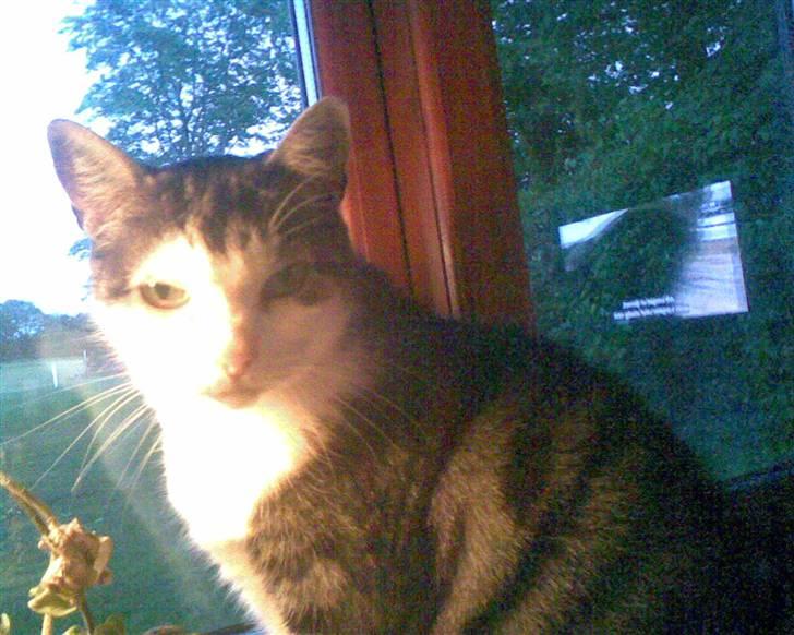 Huskat zille - hejza jeg er Zille. billede 1