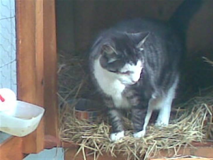 Huskat zille - uhhhhhhhh det er dejligt at være oppe i kaninburet. billede 2