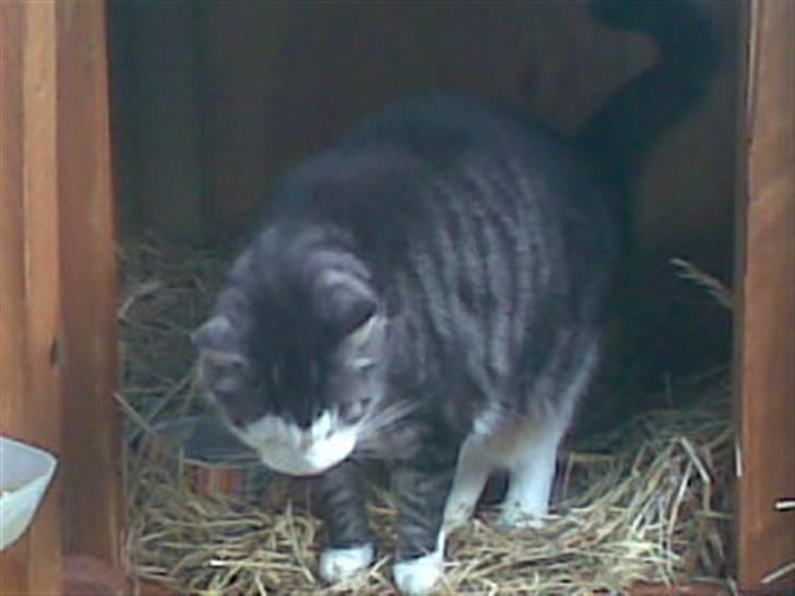 Huskat zille - er der måske noget at spise??????????????????? billede 3