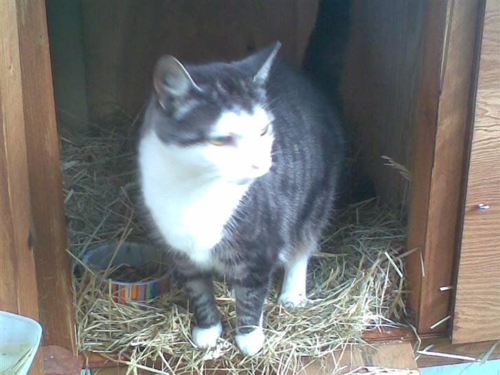 Huskat zille - åh åh der kommer dræber kaninen. billede 4