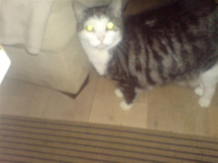 Huskat zille - vil du måske noget???!!!! billede 5