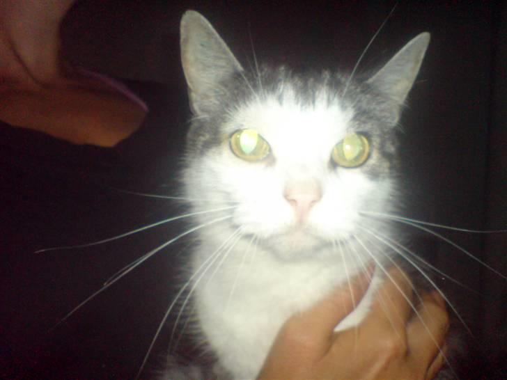 Huskat zille - hvem sagde jeg var bleg???? billede 6