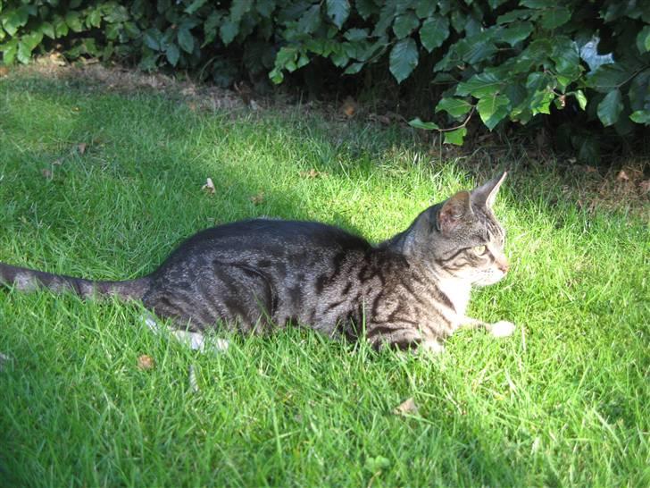 Huskat Bandit <3  - 1) mange mange flere billeder kommer ;) nej igen af mine billeder må kopires elller bruges af andre ind mig  billede 1