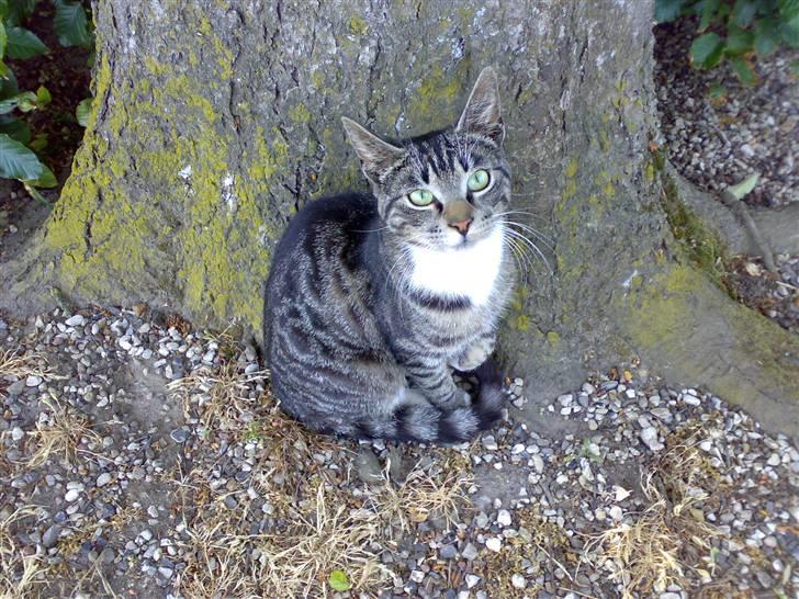 Huskat Bandit <3  - 2)  billede 2