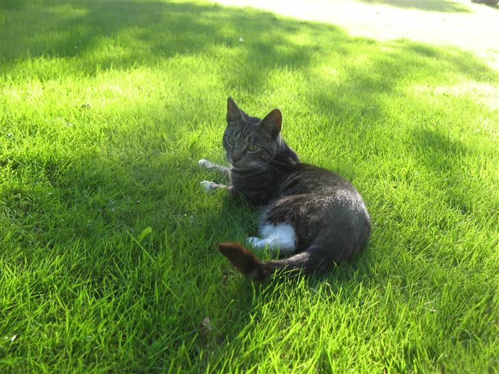 Huskat Bandit <3  - 4) billede 4