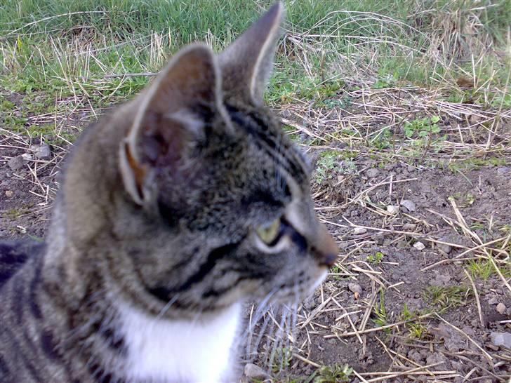 Huskat Bandit <3  - 5) taget med mobilen  billede 5