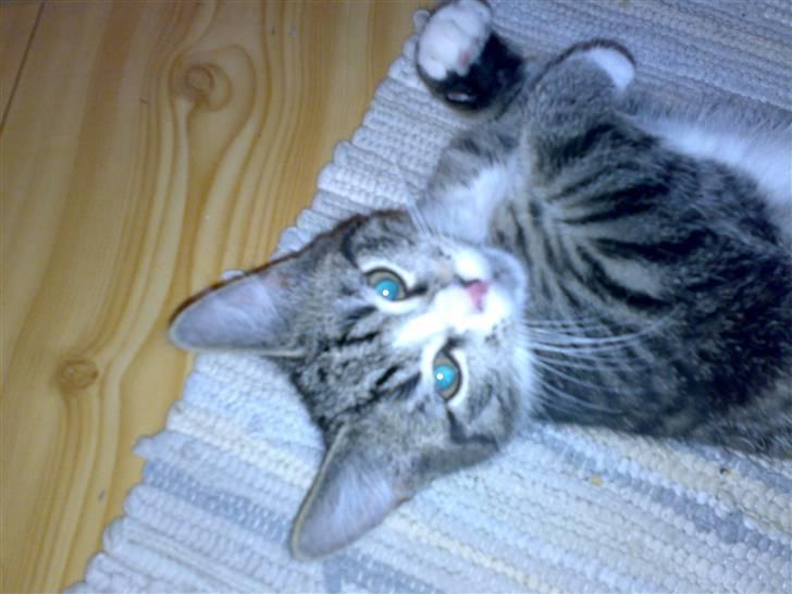 Huskat Prop <3 R.I.P. - 1) Da han lige var kommet ;) nej igen af mine billeder må kopires elller bruges af andre ind mig  billede 1