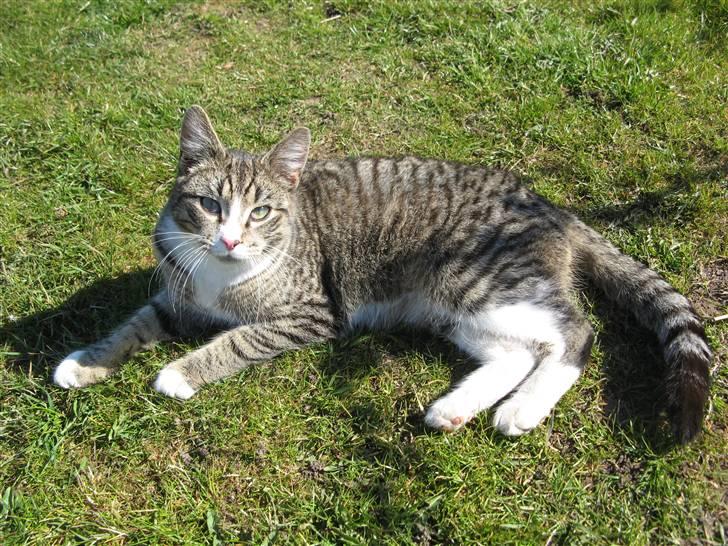 Huskat Prop <3 R.I.P. - 2) billede 2